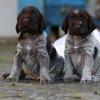 4 Woche