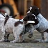 4 Woche