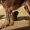 4 Woche