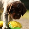 5 Woche