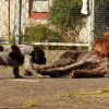 5 Woche