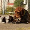 5 Woche