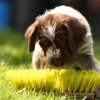 5 Woche