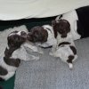 3 Woche