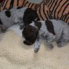 3 Woche