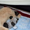 3 Woche