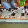 3 Woche