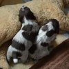 4 Woche