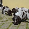 4 Woche
