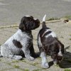 4 Woche