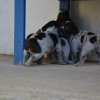 4 Woche