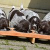 4 Woche