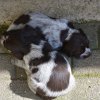 4 Woche