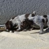 5 Woche
