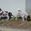 5 Woche