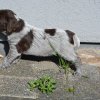 5 Woche