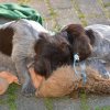 5 Woche