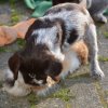 5 Woche