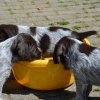 5 Woche