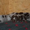 5 Woche