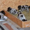 5 Woche