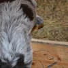 5 Woche
