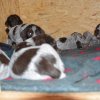 5 Woche