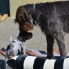 6 Woche