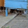 6 Woche