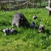 6 Woche
