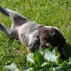 6 Woche