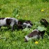 6 Woche
