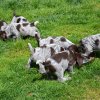 6 Woche