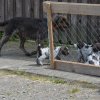 6 Woche
