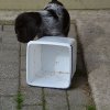 7 Woche
