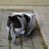 7 Woche