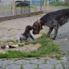7 Woche