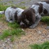 7 Woche
