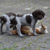 7 Woche