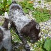 7 Woche