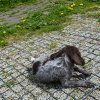 7 Woche