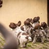 7 Woche