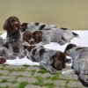 8 Woche