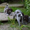 8 Woche