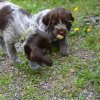 8 Woche