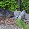 8 Woche