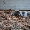 8 Woche