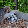 8 Woche