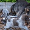 8 Woche