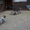 8 Woche